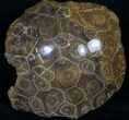 Polished Fossil Coral Colony - Morocco #8849-1